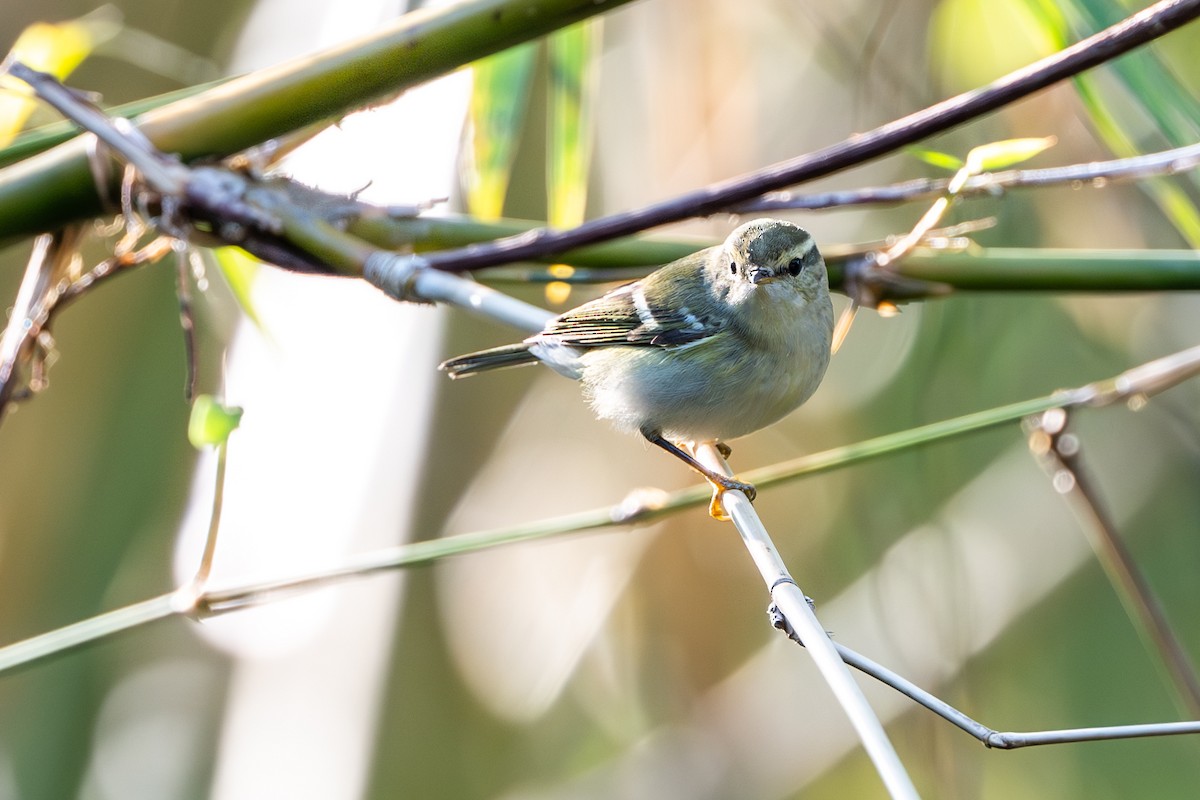 Yellow-browed Warbler - ML647177808