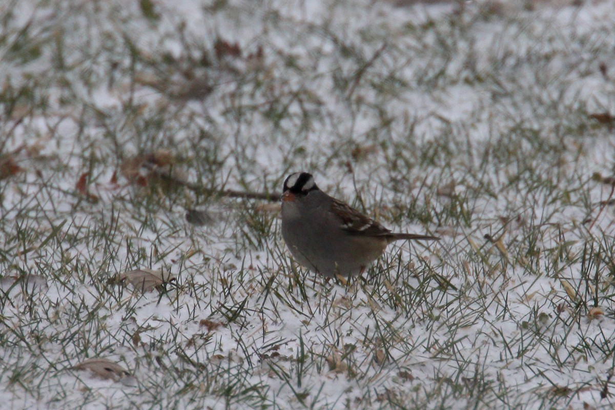 White-crowned Sparrow - ML647177809