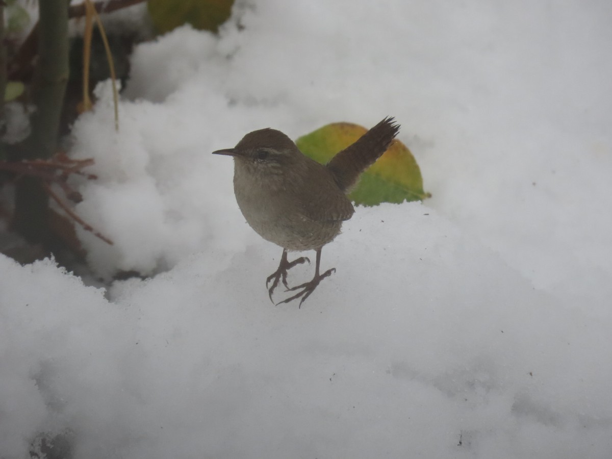 Eurasian Wren - ML647177811
