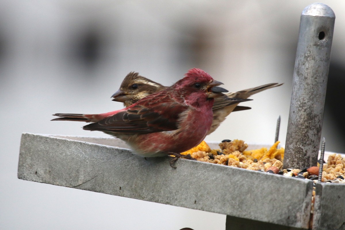 Чечевиця кармінова - ML647177818