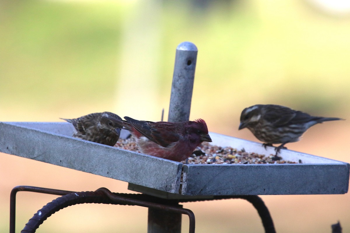 Чечевиця кармінова - ML647177820