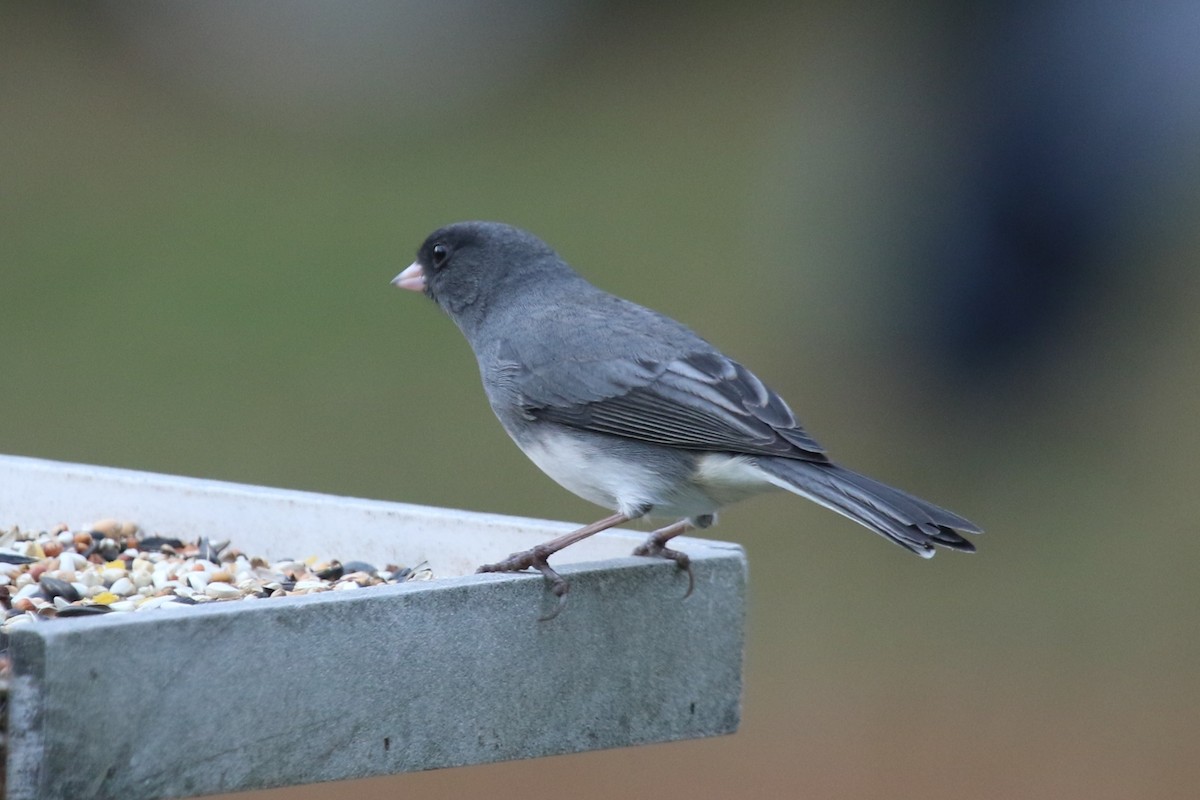 Юнко сірий - ML647177822