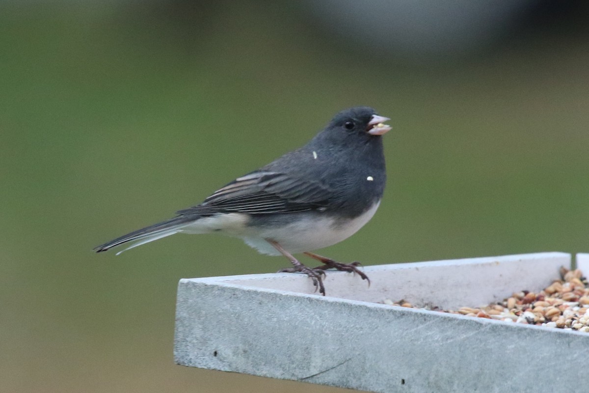 Юнко сірий - ML647177823