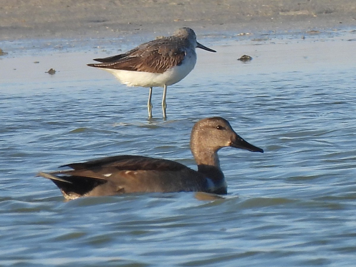 Gadwall (Common) - ML647177825