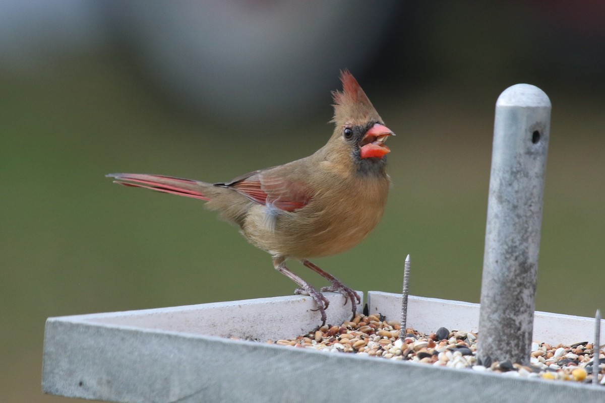 Кардинал червоний - ML647177826