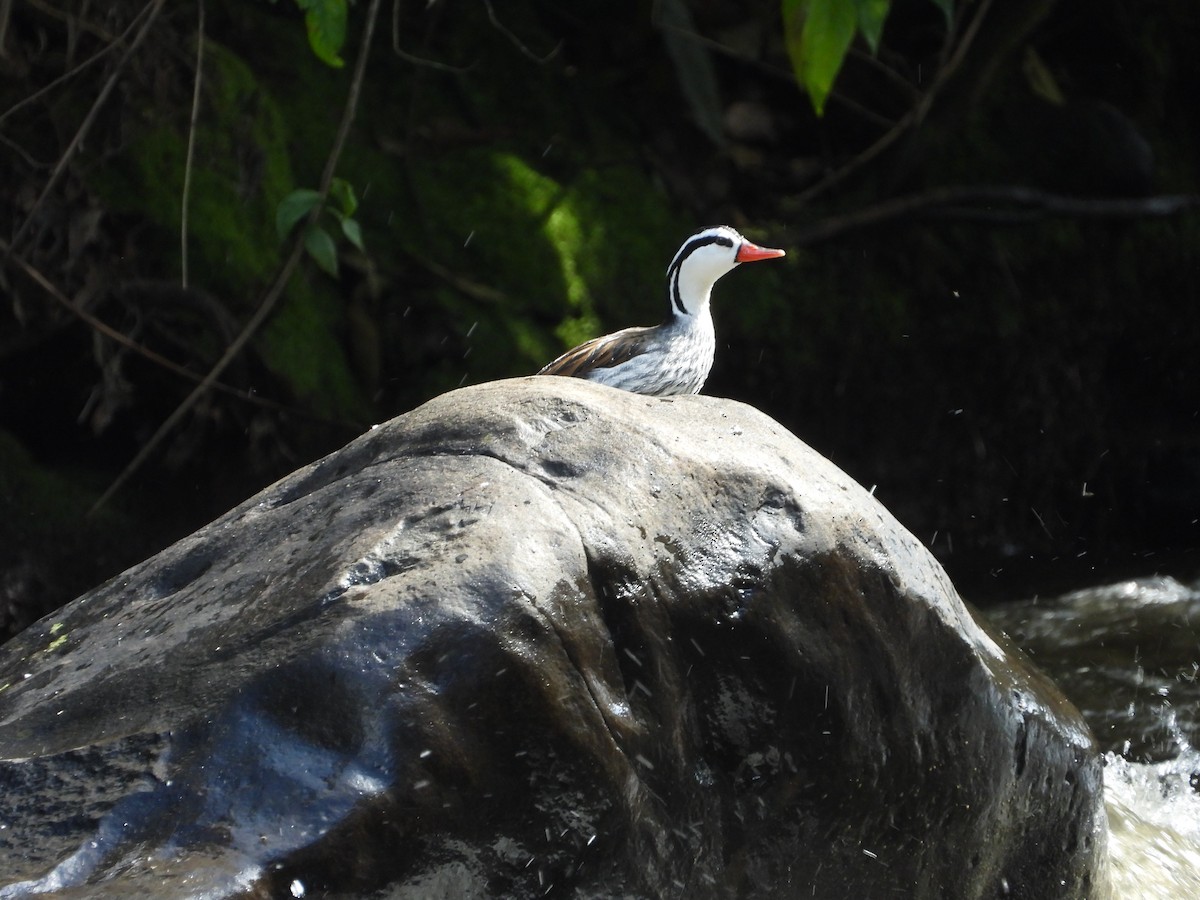 Torrent Duck - ML647177827