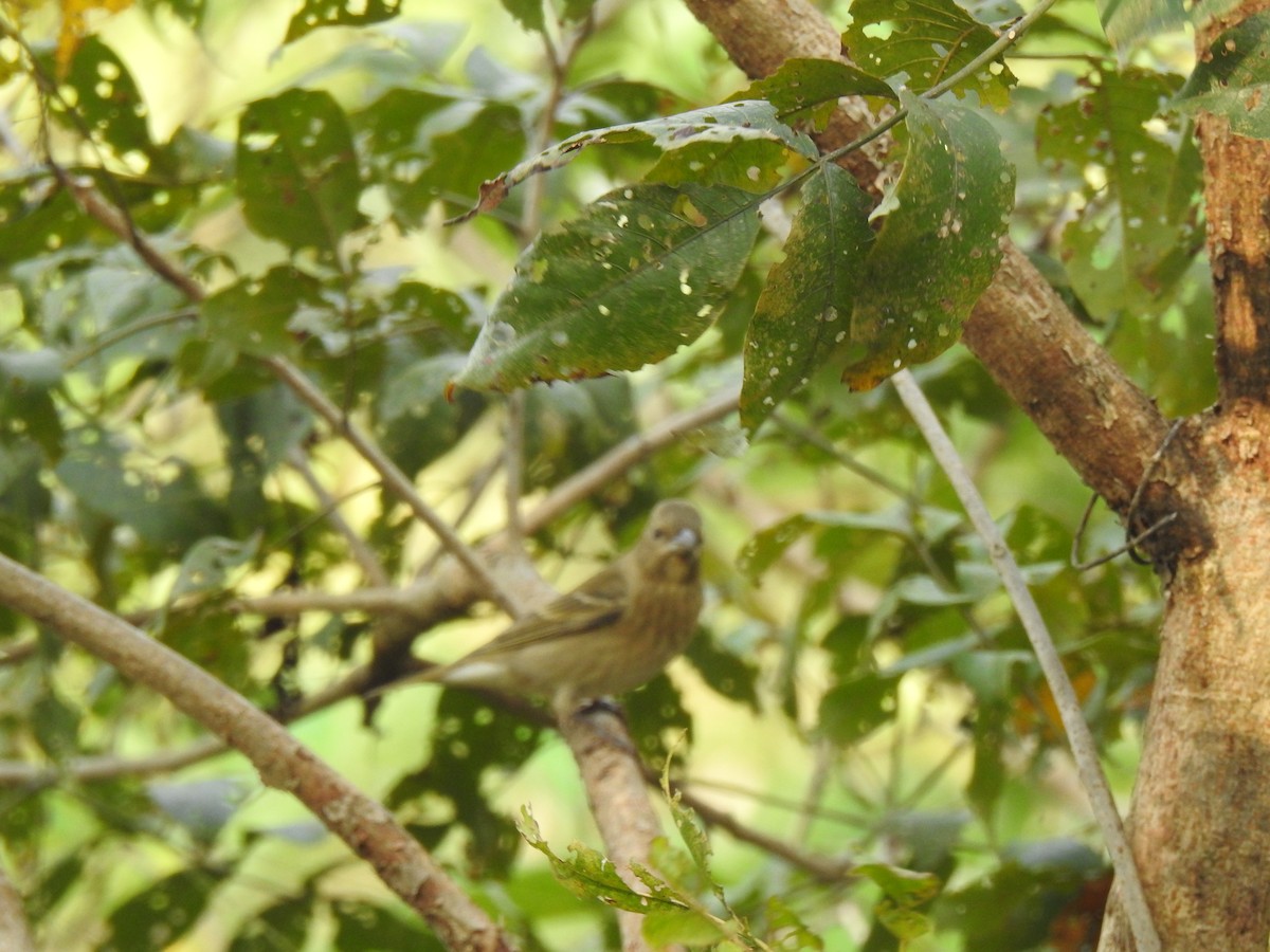 Чечевиця євразійська - ML647177845