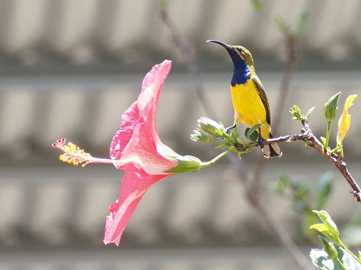 Sahul Sunbird - ML647177846