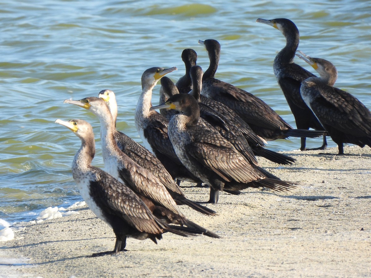 Great Cormorant (Eurasian) - ML647177849