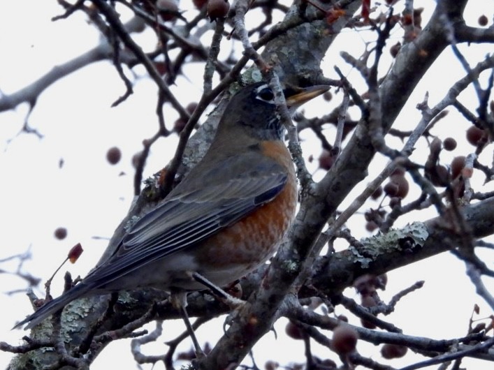 קיכלי נודד - ML647177861