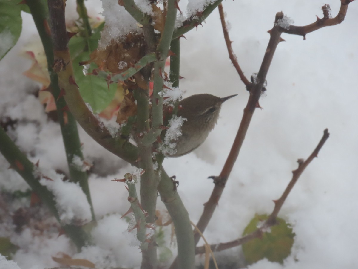 Eurasian Wren - ML647177863