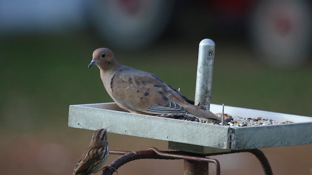 Mourning Dove - ML647177866