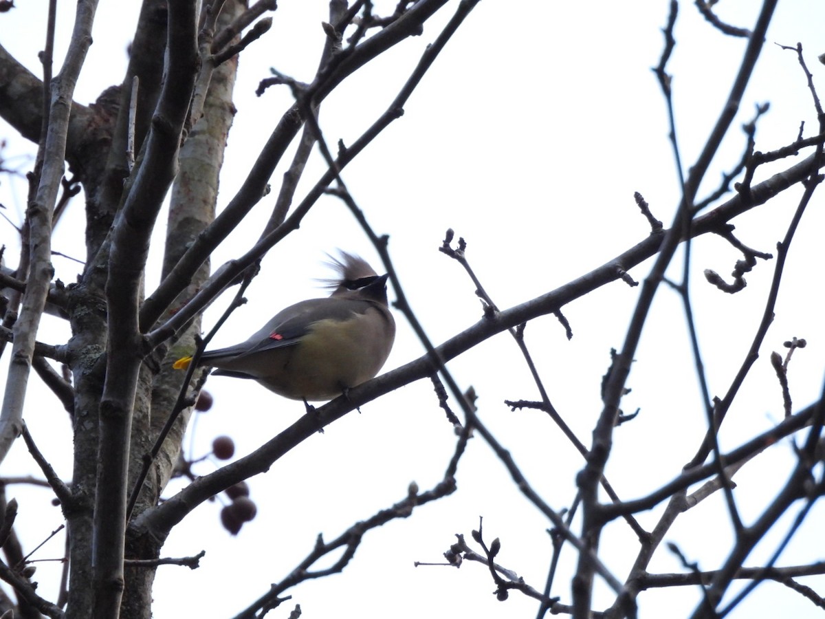 ציצנית אמריקנית - ML647177868