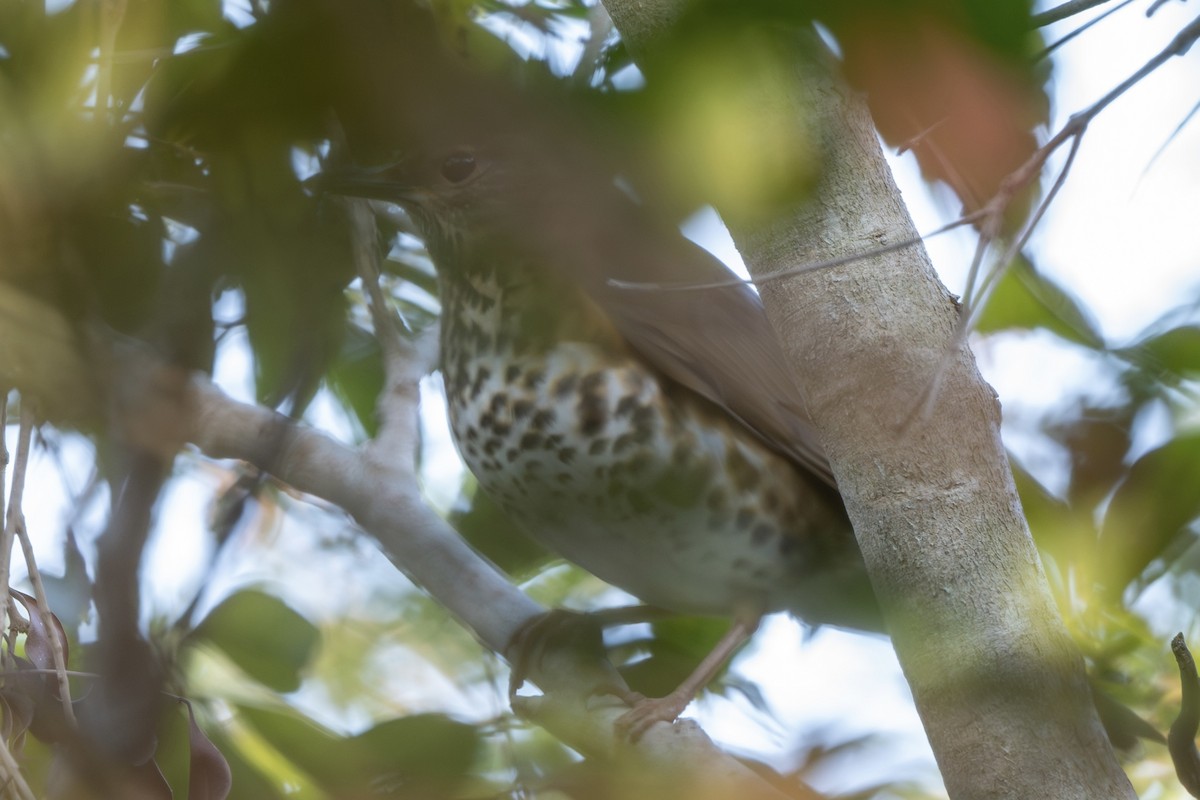 Japanese Thrush - ML647177871