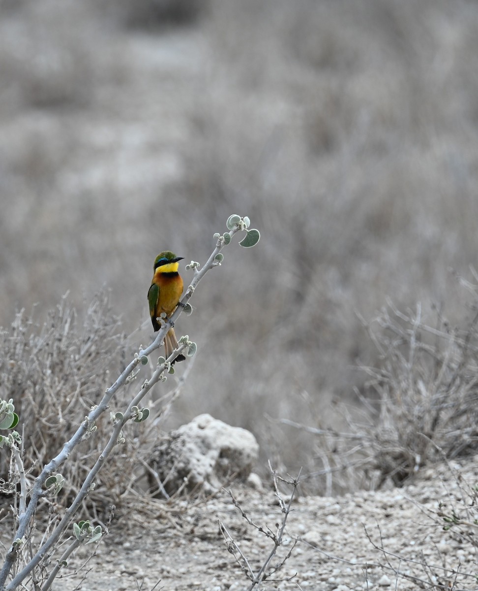 Little Bee-eater - ML647177872
