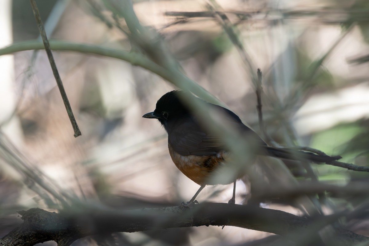White-rumped Shama - ML647177874