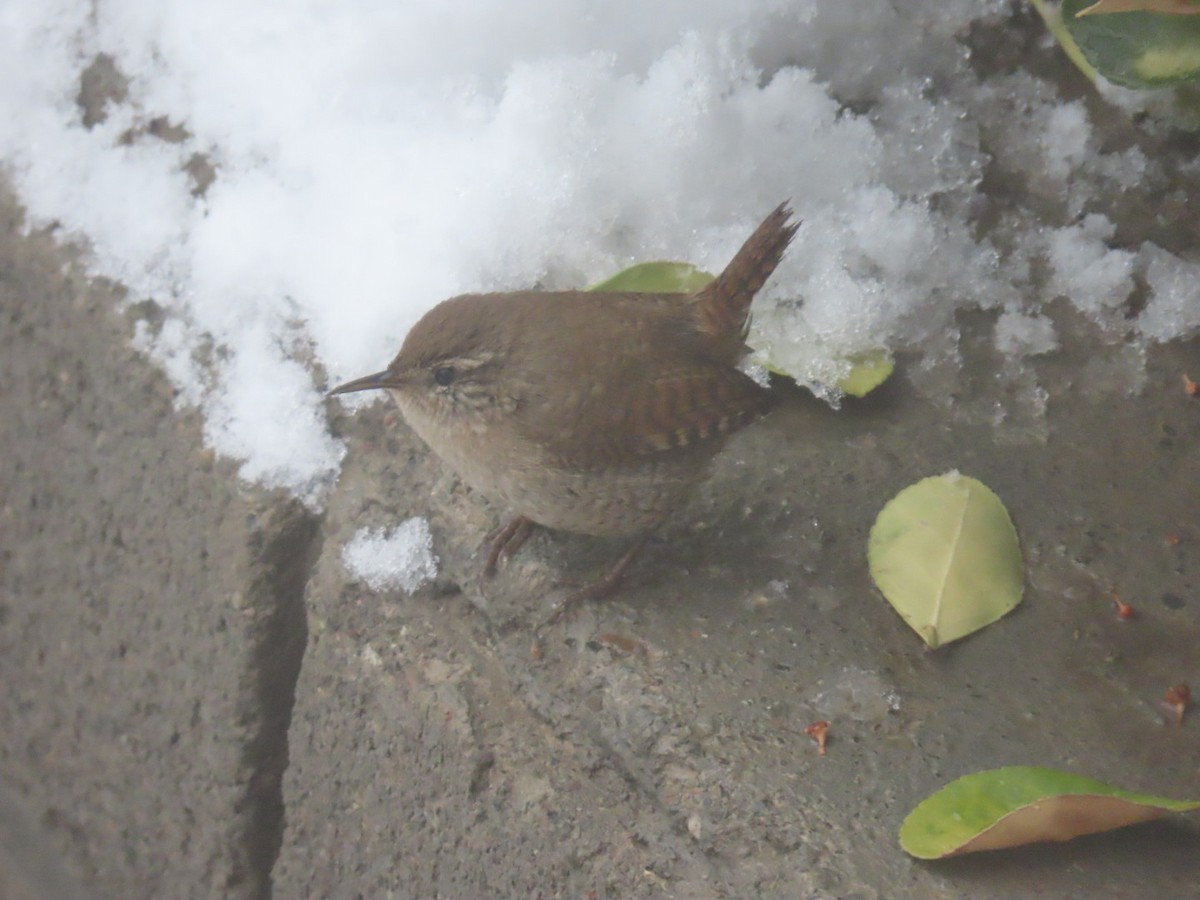 Txepetx eurasiarra - ML647177875