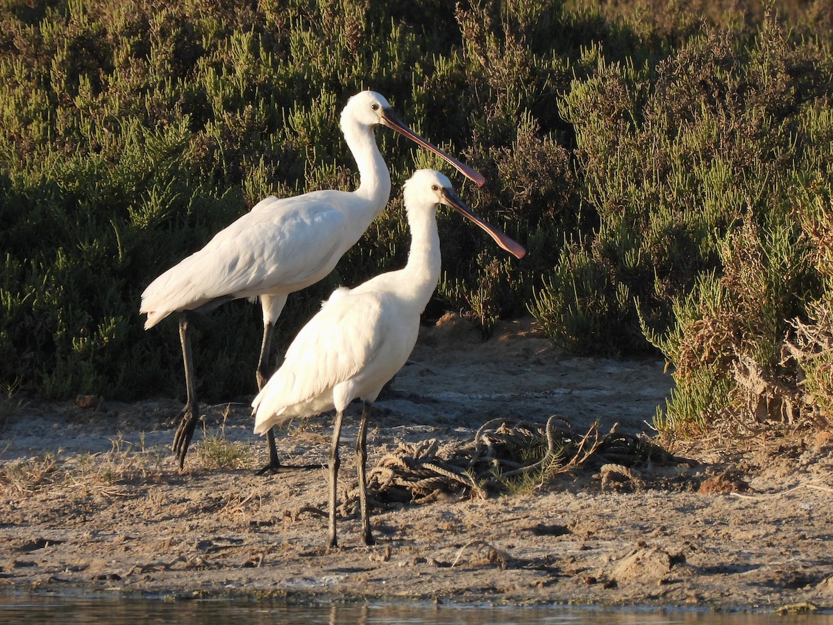 Mokozabal zuria - ML647177876