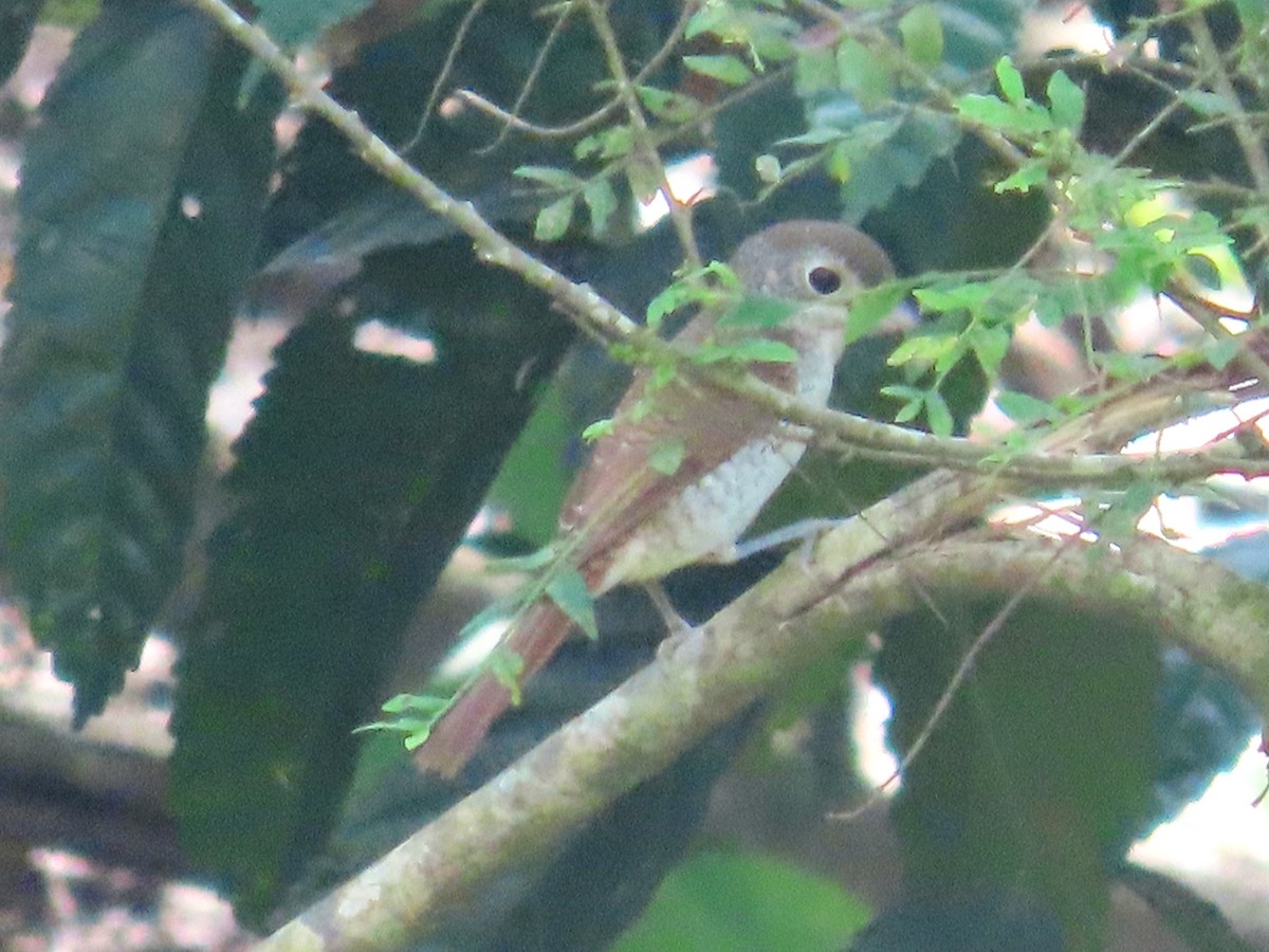 Tiger Shrike - ML647177877