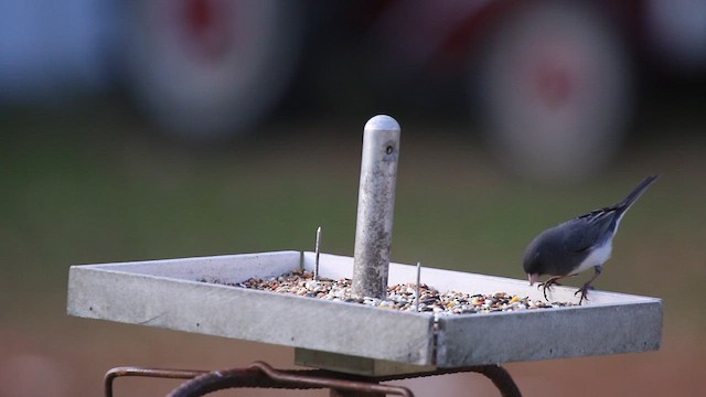 Purple Finch - ML647177879