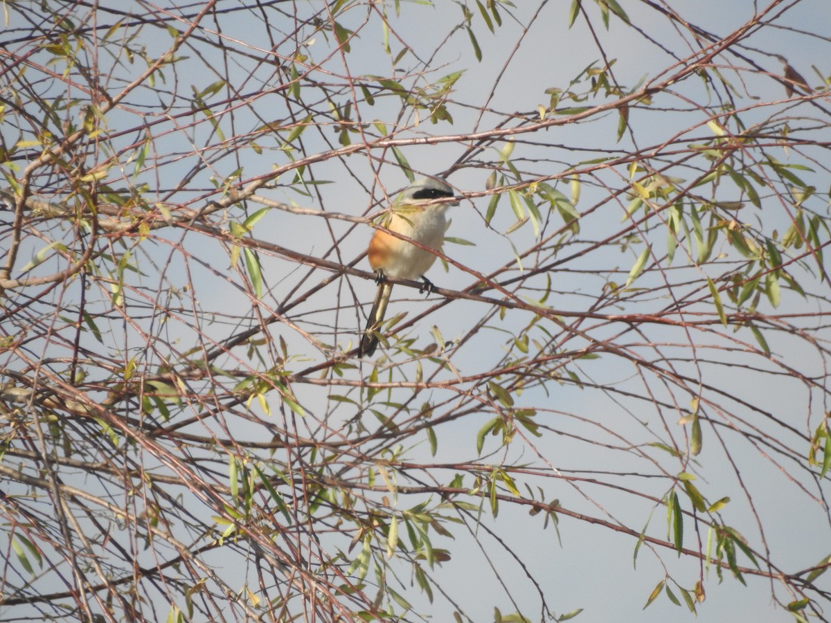 Antzandobi isats-luzea - ML647177880