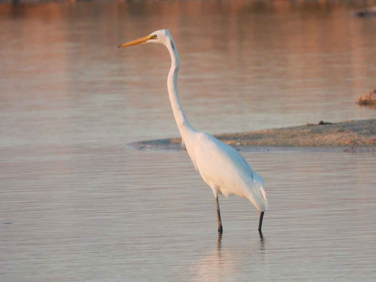 Koartza zuria - ML647177881