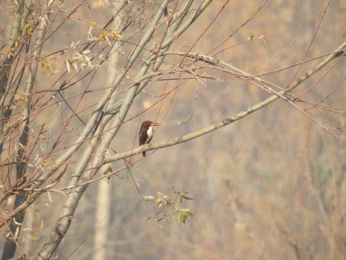 White-throated Kingfisher - ML647177883