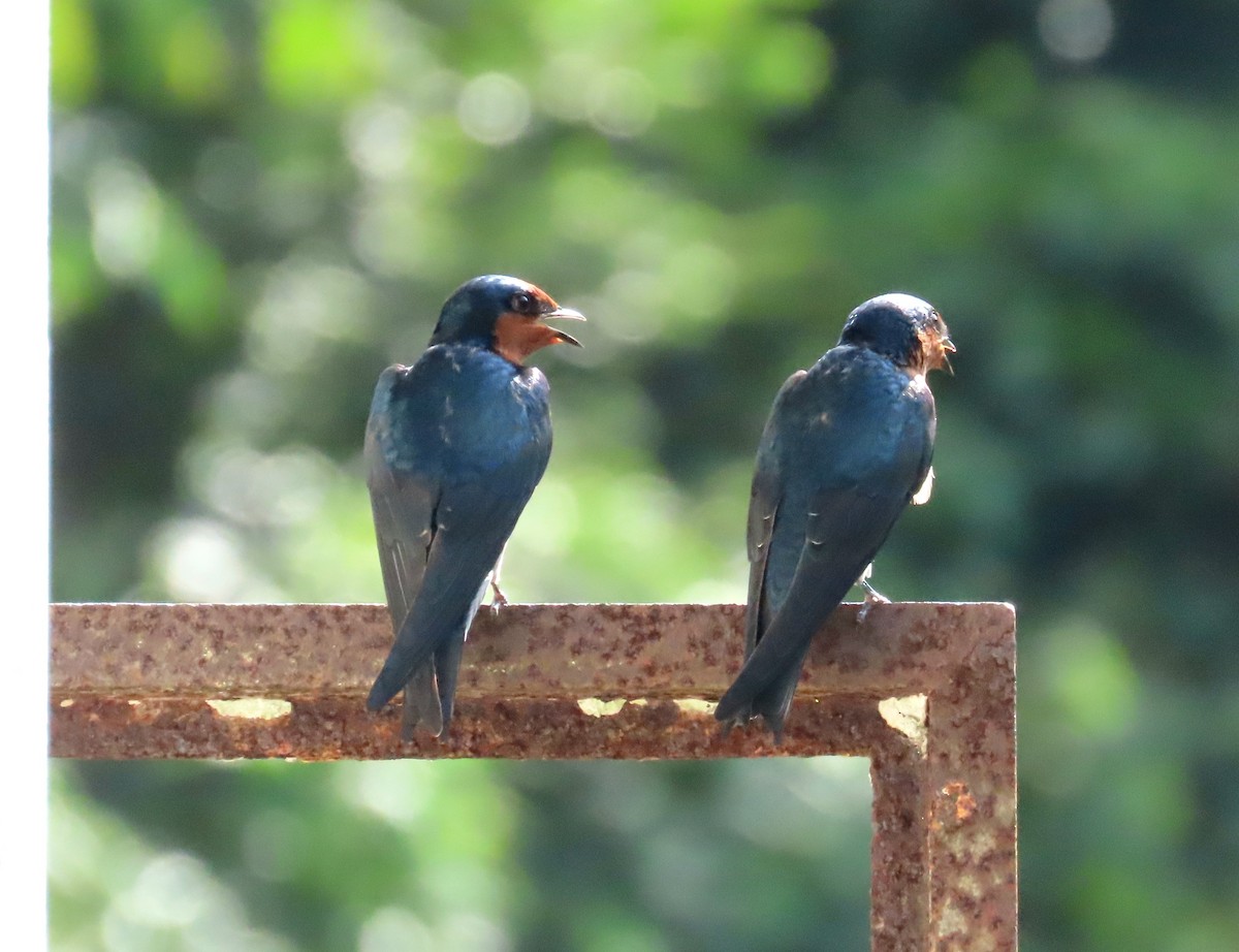 Pacific Swallow - ML647177884
