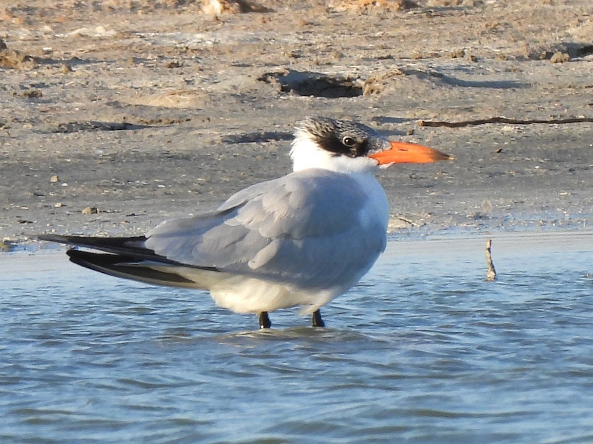 Txenada mokogorria - ML647177885