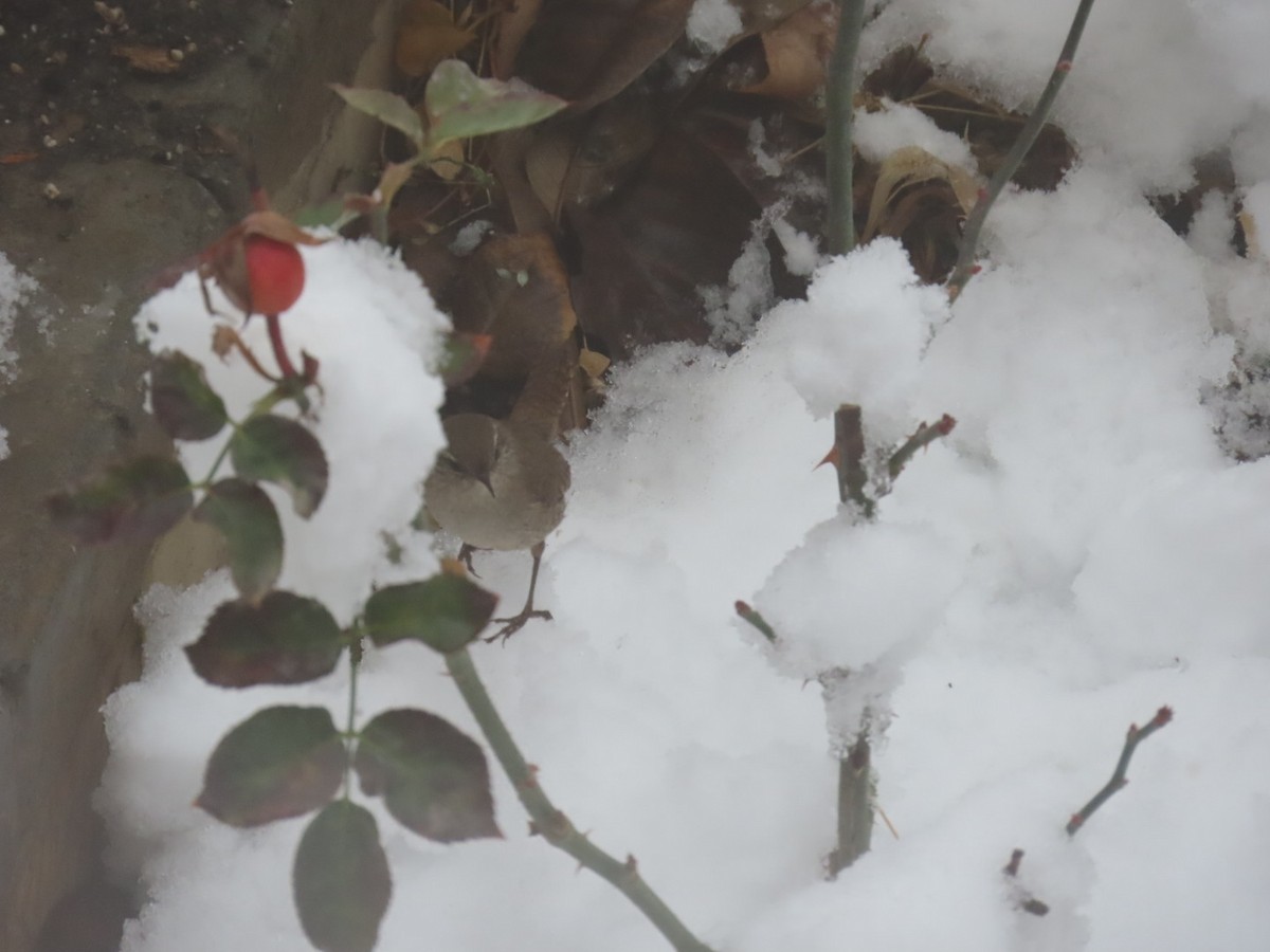 Txepetx eurasiarra - ML647177886