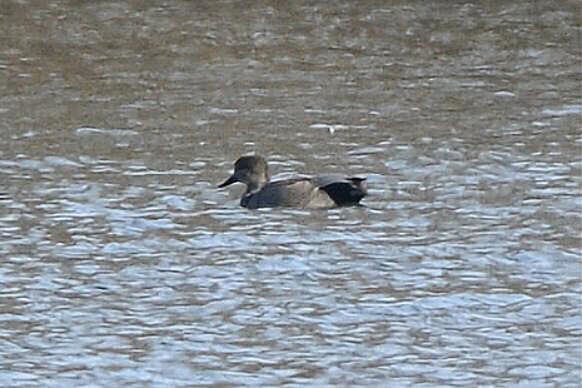 Ipar-ahatea - ML647177887