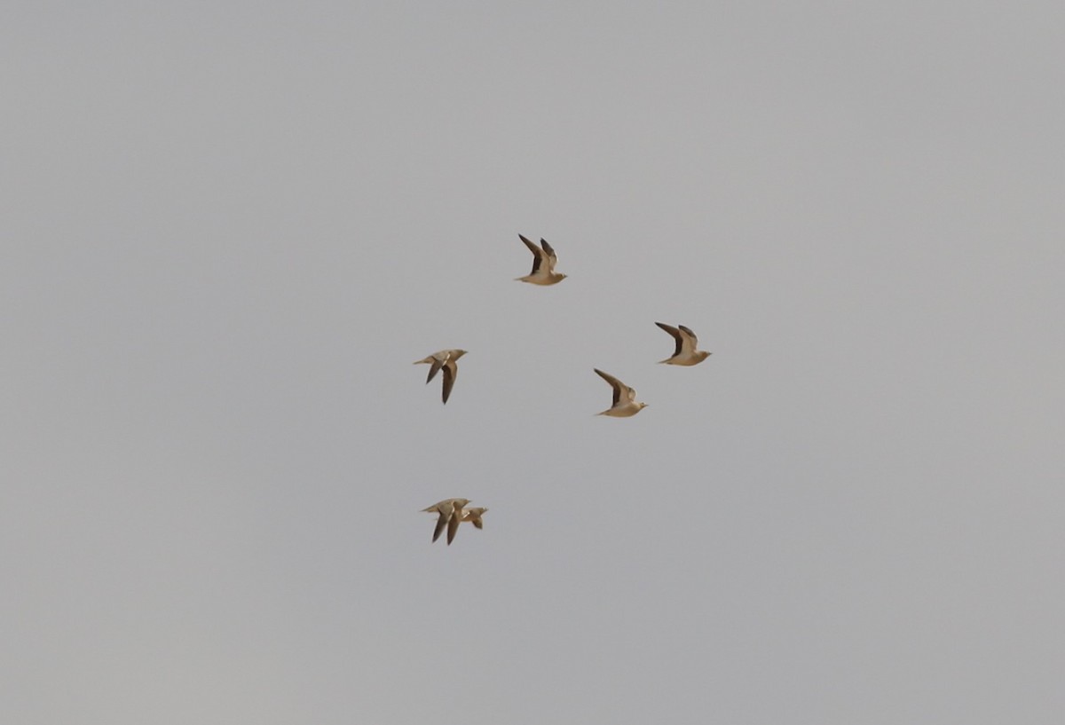 Ganga koroaduna - ML647177889