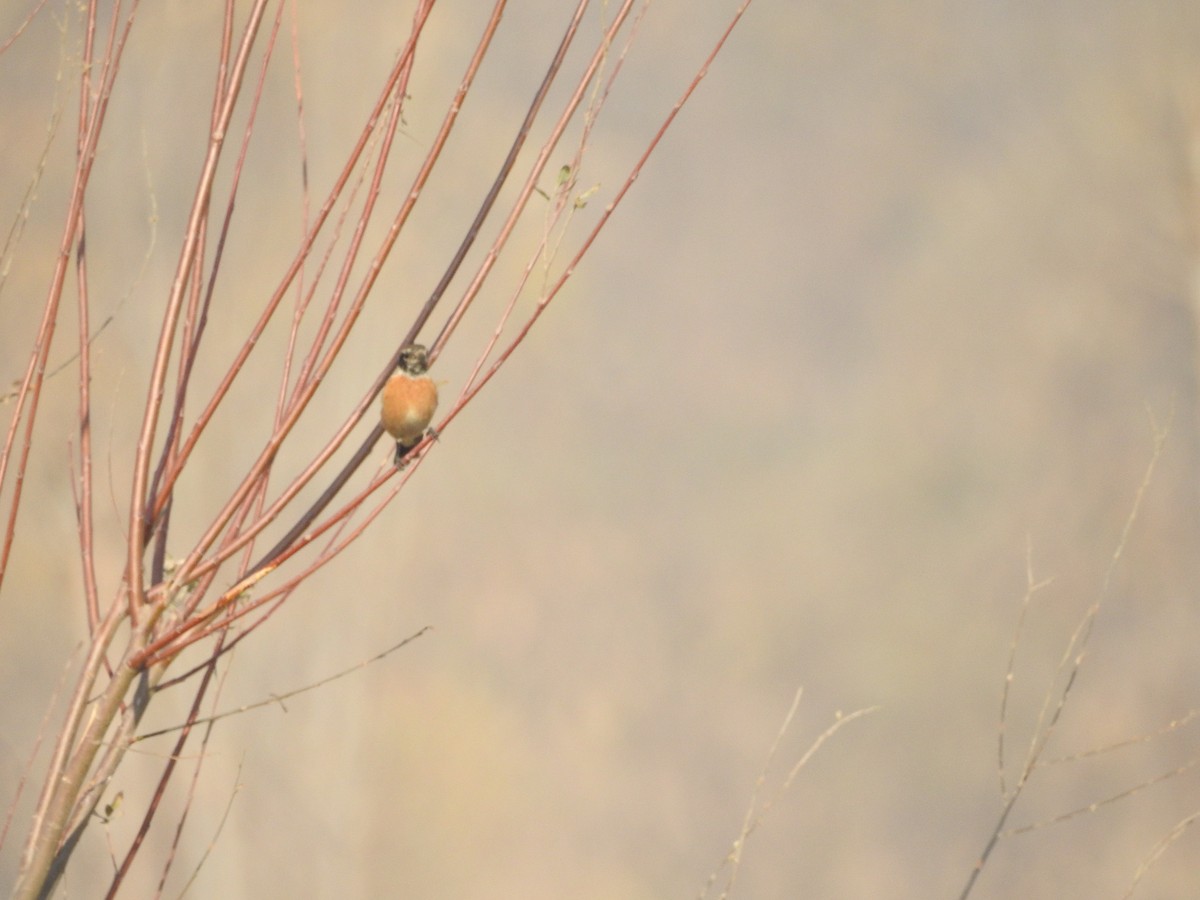 Pitxartxar siberiarra - ML647177890