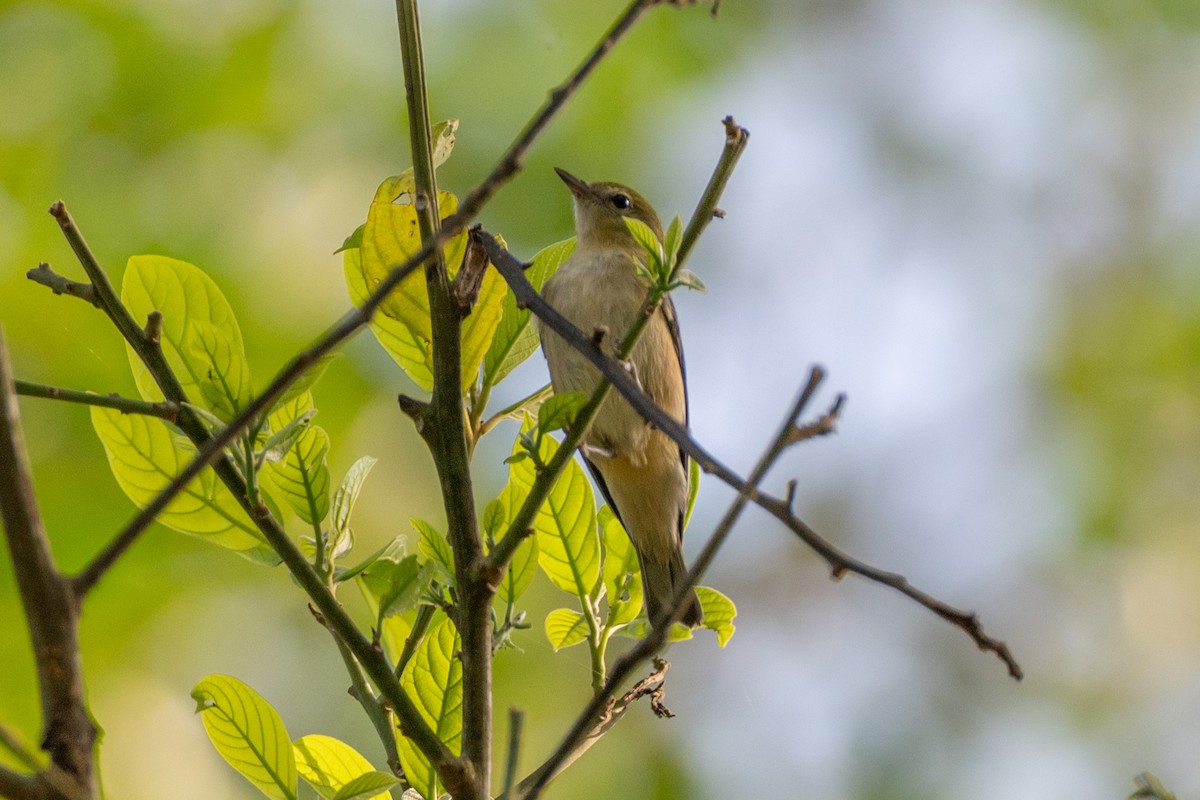 Bay-breasted Warbler - ML647177891