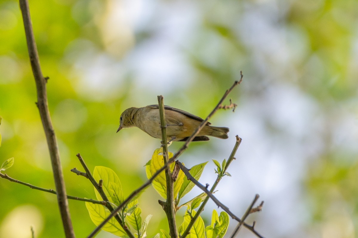 Bay-breasted Warbler - ML647177892