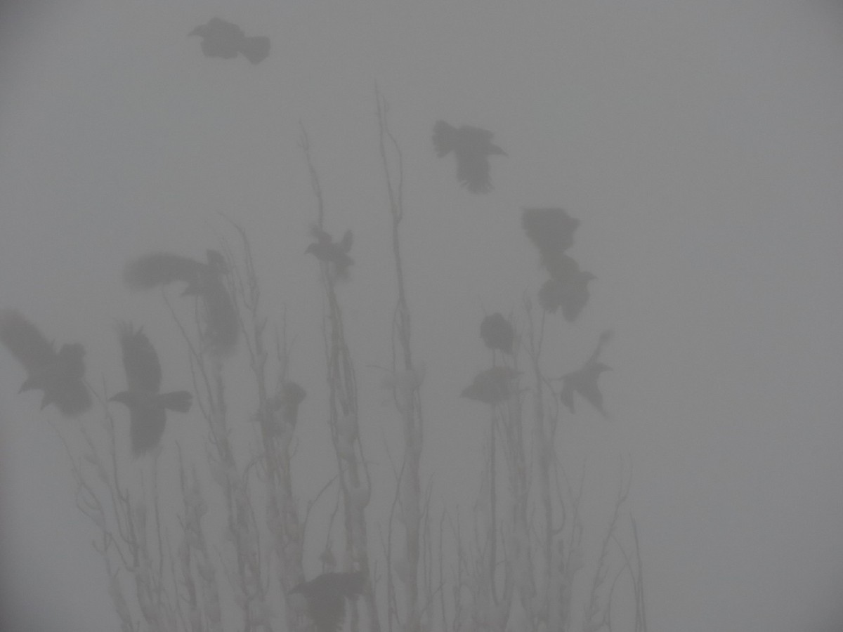 Bele txanoduna - ML647177898