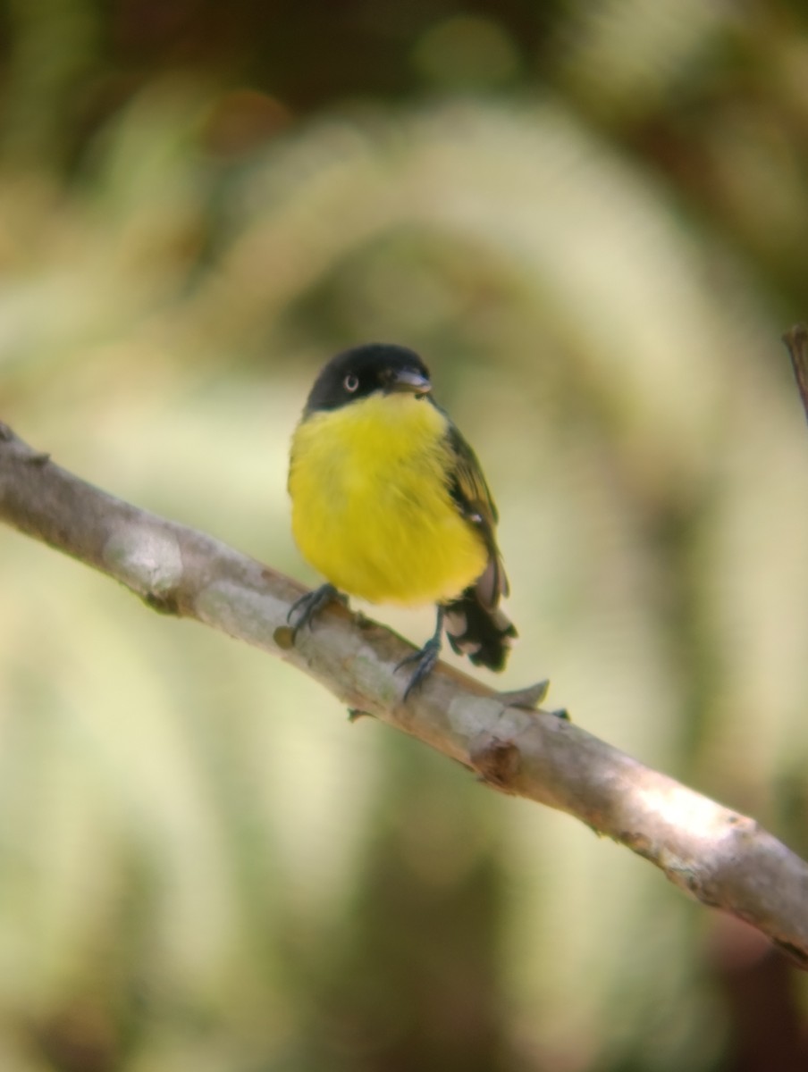 Common Tody-Flycatcher - ML647177903