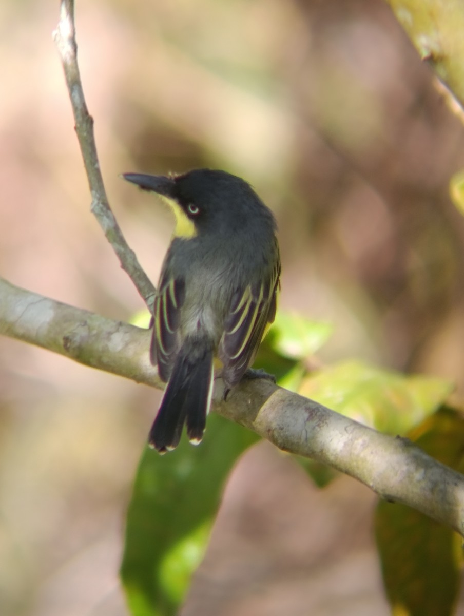 Common Tody-Flycatcher - ML647177904