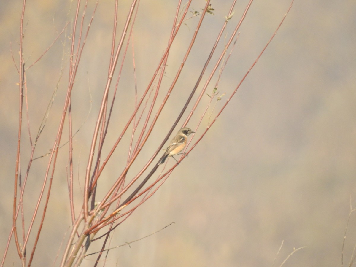 Pitxartxar siberiarra - ML647177910