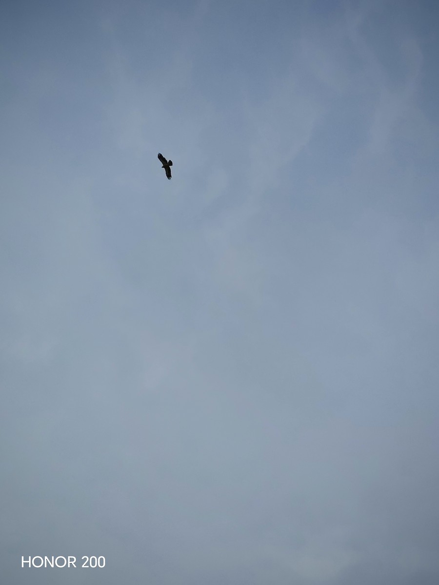 Arrano txikia - ML647177911