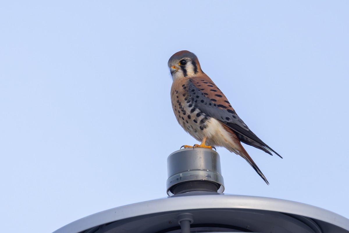 Belatz amerikarra - ML647177915