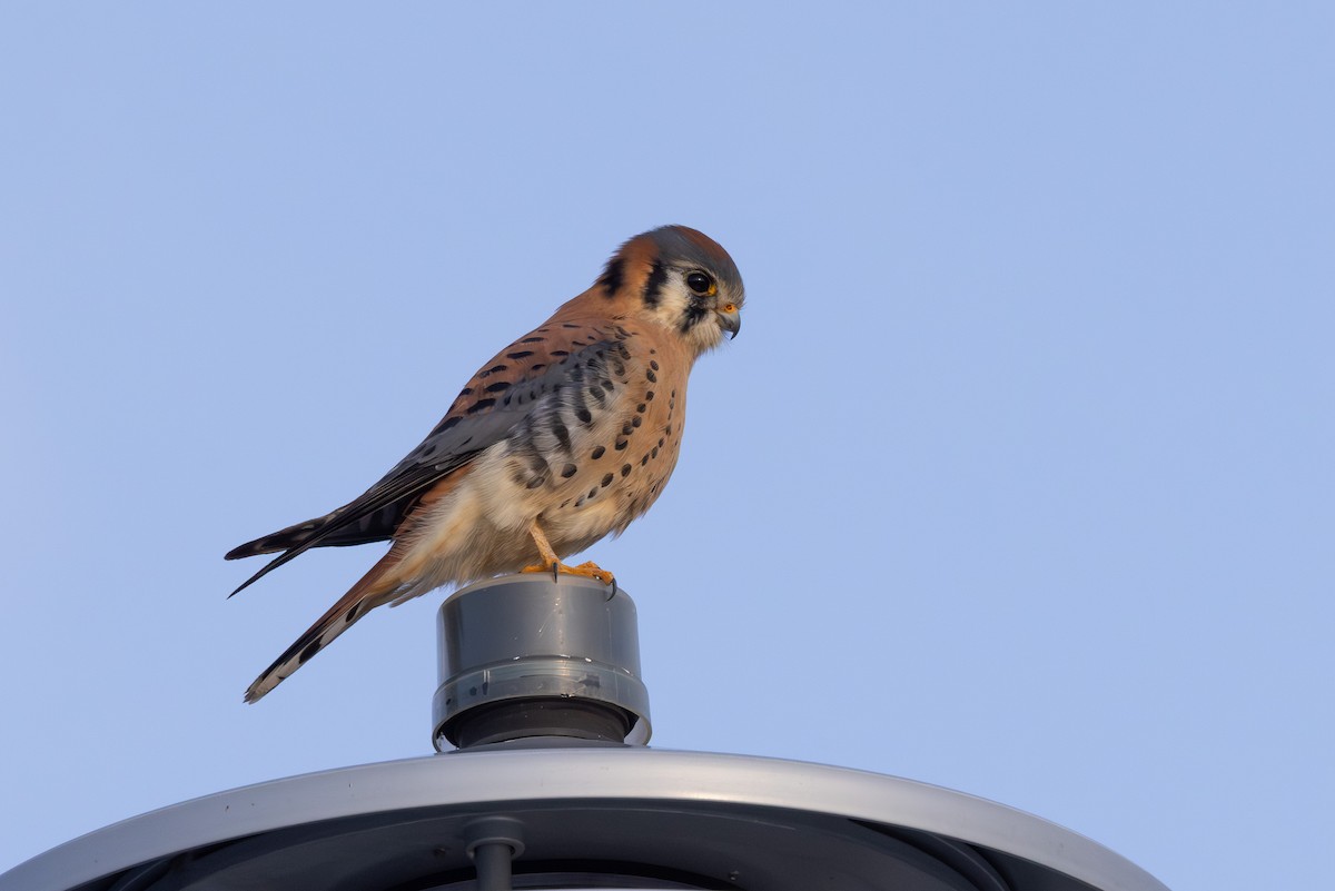 Belatz amerikarra - ML647177916