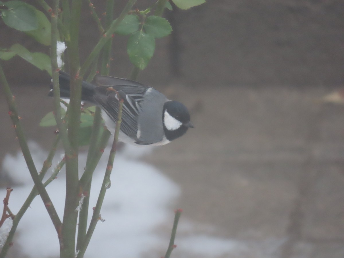Great Tit (Great) - ML647177920