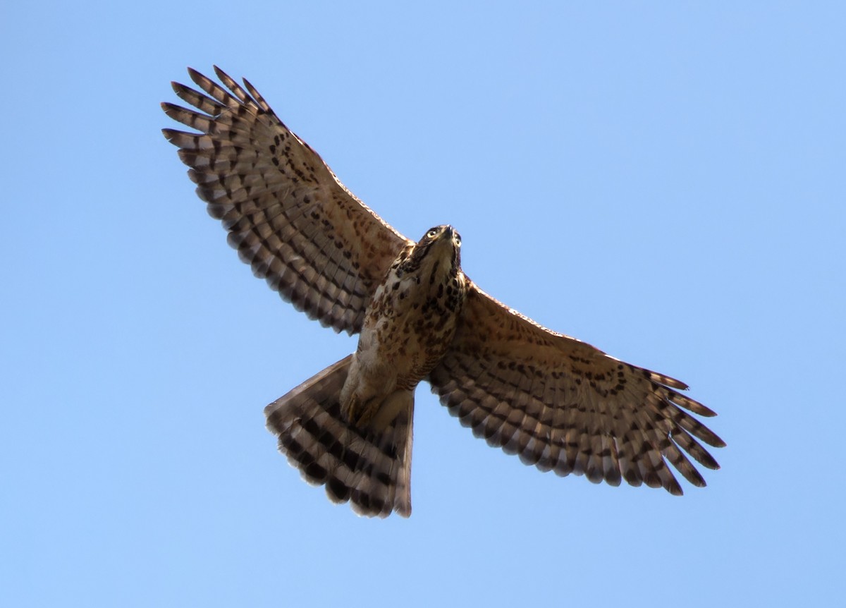 Хохлатый ястреб - ML647177928