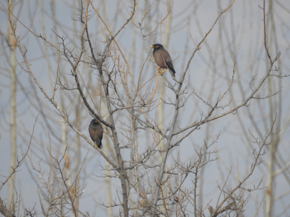 Майна - ML647177929