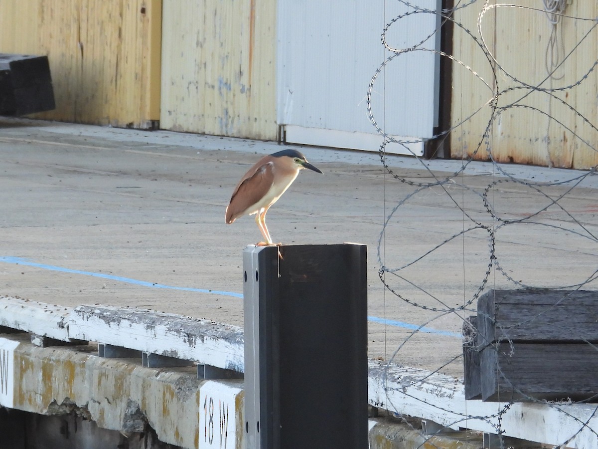 Рыжая кваква - ML647177930