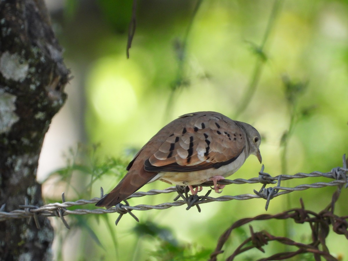 Коричневая земляная горлица - ML647177931