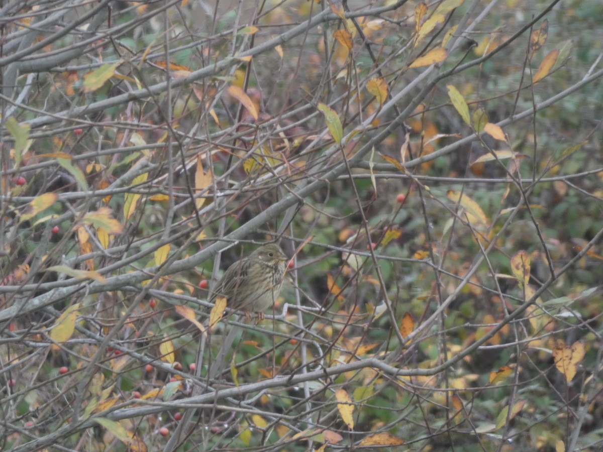 Просянка - ML647177932