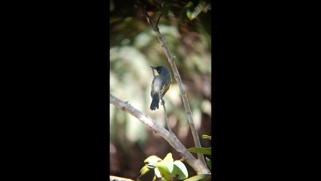 Желтобрюхий тоди-мухолов - ML647177934