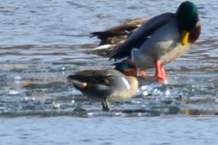 Чирок-свистунок - ML647177935